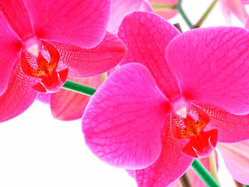 Orquídea phanaelopsis