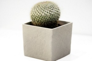 Cactus medio