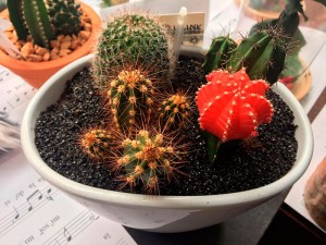 Diferentes cactus