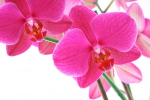 Orquídea de Bedunia